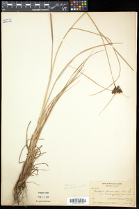 Scirpus atrocinctus image