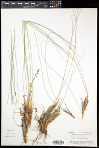 Trichophorum cespitosum image