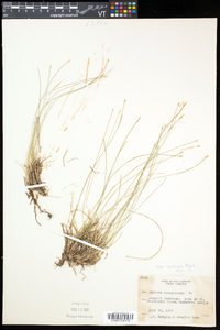 Trichophorum cespitosum image