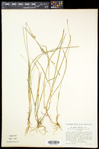 Carex vaginata image