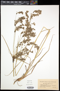 Scirpus longii image