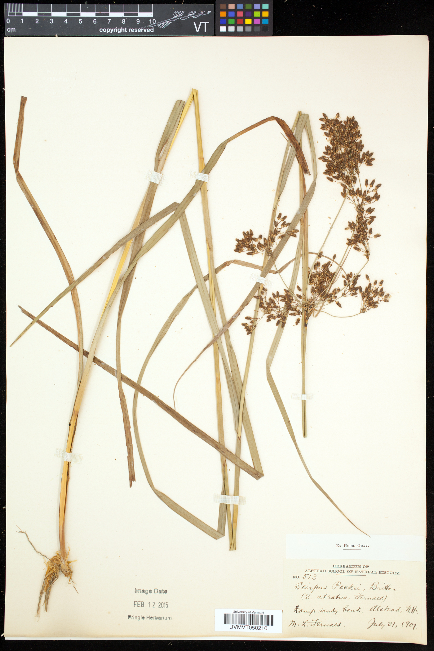 Scirpus peckii image