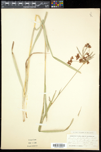 Scirpus polyphyllus image