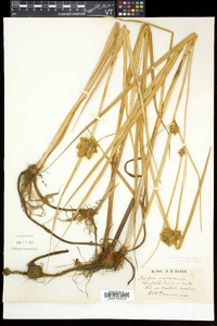 Bolboschoenus maritimus subsp. paludosus image