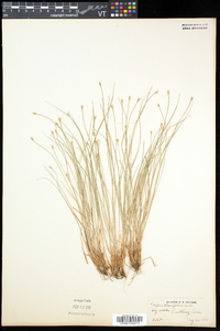 Trichophorum planifolium image