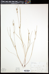 Scleria reticularis image