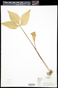 Arisaema triphyllum subsp. stewardsonii image