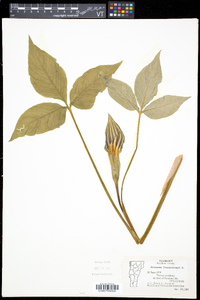 Arisaema triphyllum subsp. stewardsonii image