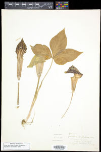 Arisaema triphyllum subsp. triphyllum image