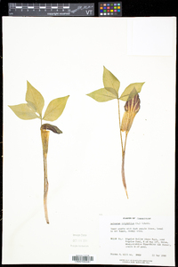 Arisaema triphyllum subsp. triphyllum image