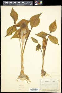 Arisaema triphyllum subsp. triphyllum image