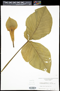 Arisaema triphyllum subsp. triphyllum image