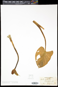 Calla palustris image