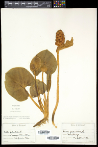 Calla palustris image