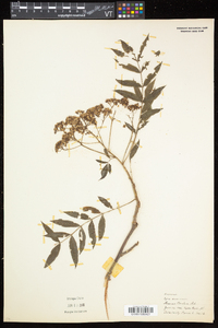 Sorbus americana image