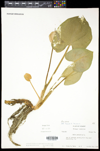 Calla palustris image