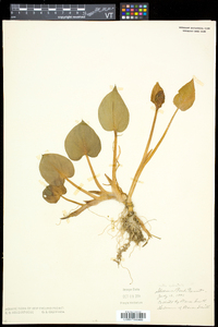Calla palustris image