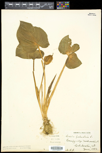 Calla palustris image