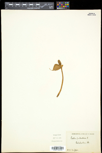 Calla palustris image