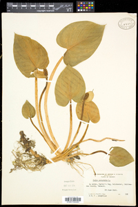 Calla palustris image