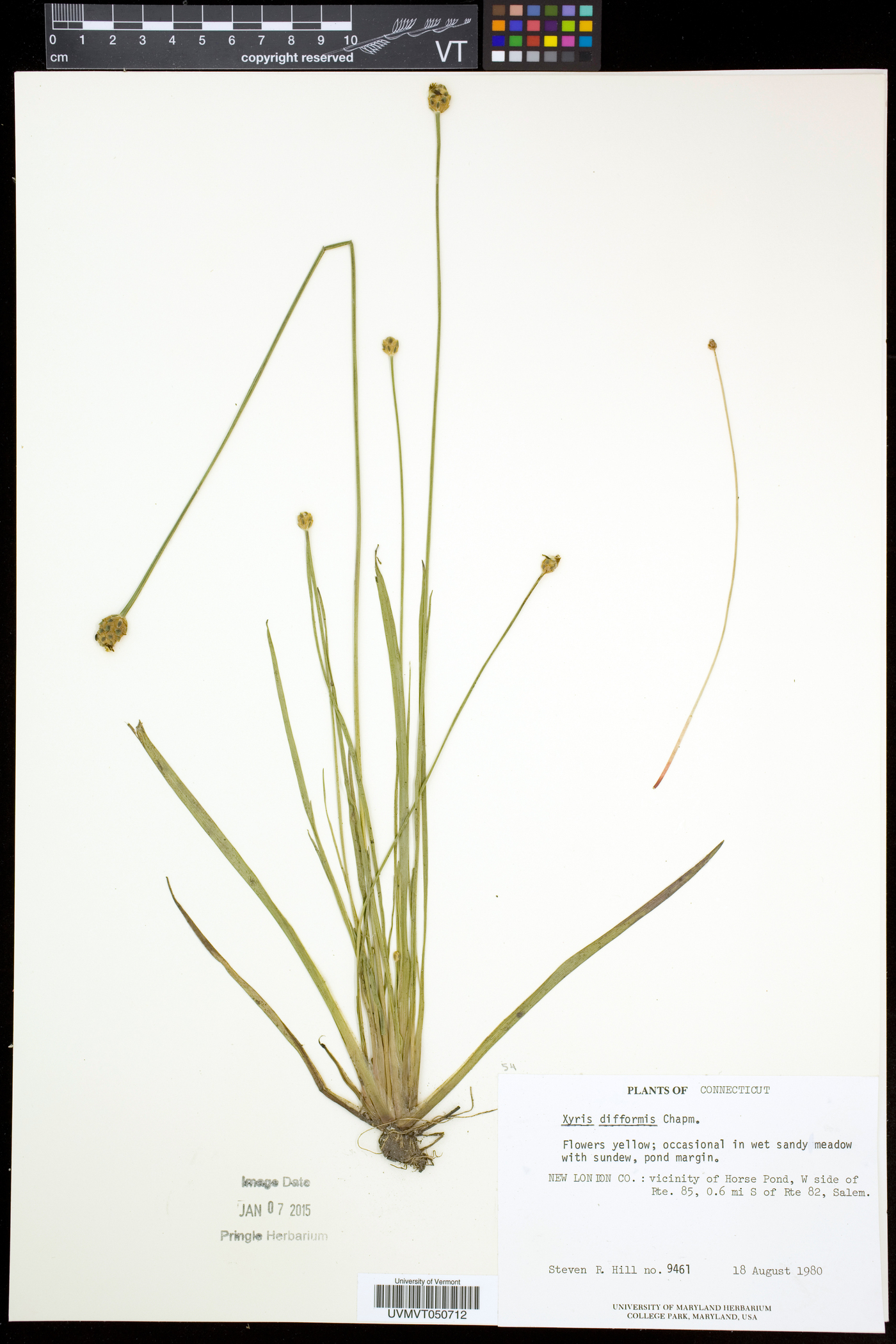 Xyris difformis var. difformis image