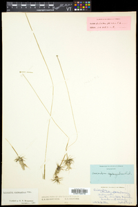 Eriocaulon aquaticum image