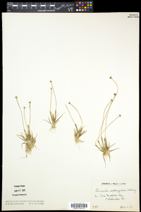 Eriocaulon aquaticum image