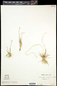 Eriocaulon aquaticum image