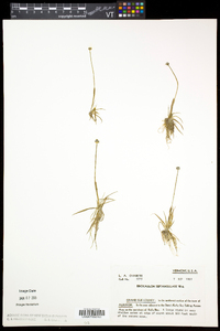 Eriocaulon aquaticum image