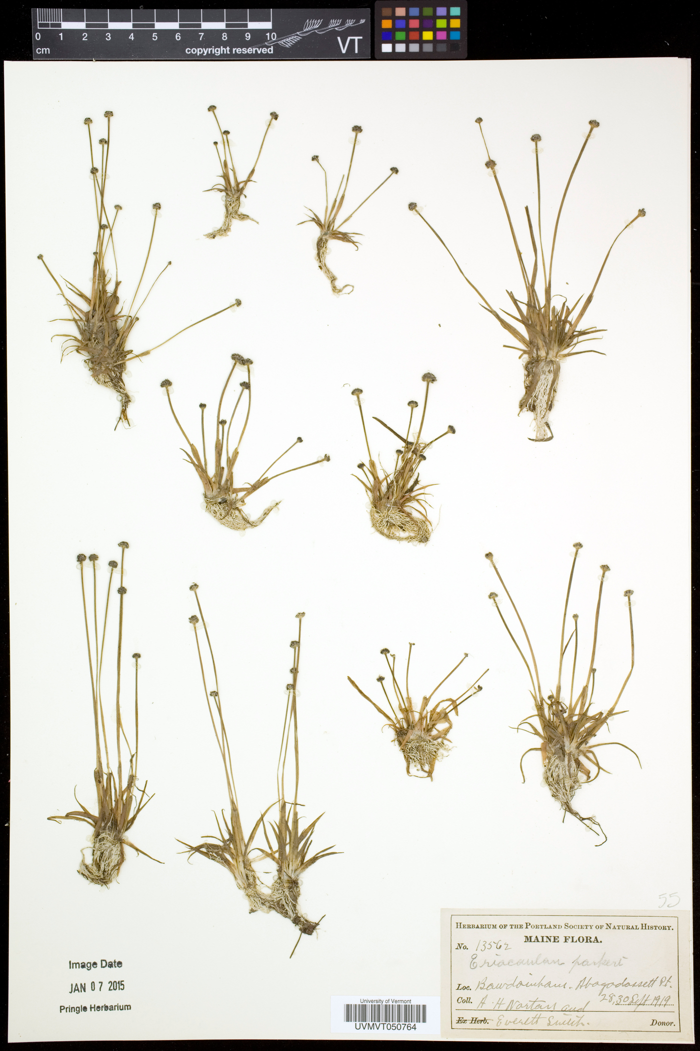 Eriocaulon parkeri image