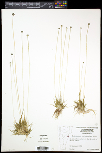 Eriocaulon aquaticum image