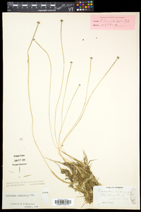 Eriocaulon aquaticum image