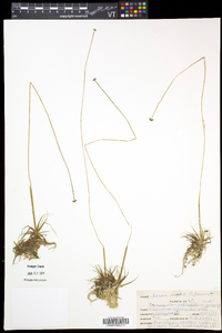 Eriocaulon aquaticum image