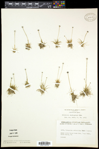 Eriocaulon aquaticum image