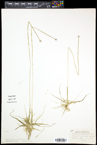 Eriocaulon aquaticum image