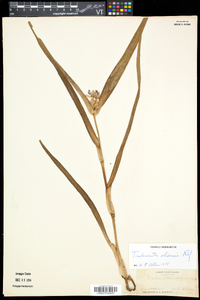 Tradescantia ohiensis image