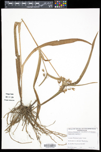 Tradescantia virginiana image