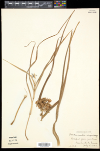 Tradescantia virginiana image