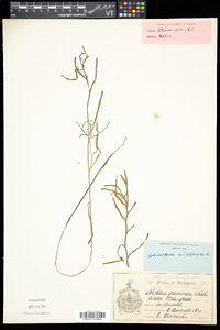 Heteranthera dubia image