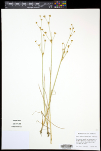 Juncus alpinoarticulatus subsp. americanus image