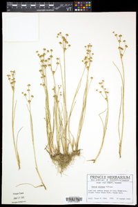 Juncus alpinoarticulatus image