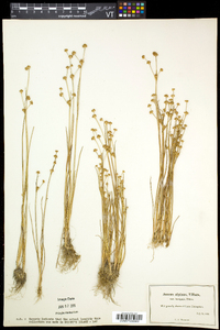 Juncus alpinoarticulatus image