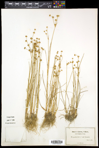 Juncus alpinoarticulatus subsp. americanus image