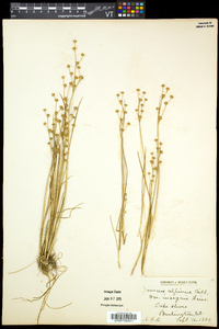 Juncus alpinoarticulatus image