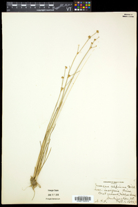 Juncus alpinoarticulatus image