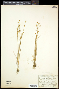 Juncus alpinoarticulatus image