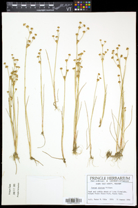 Juncus alpinoarticulatus subsp. americanus image