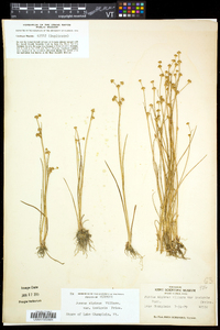 Juncus alpinoarticulatus image