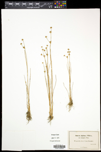 Juncus alpinoarticulatus subsp. americanus image