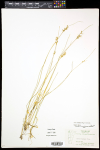 Juncus anthelatus image